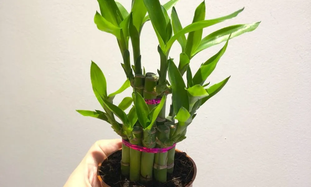 Hình ảnh minh họa cây lộc phát tài được trang trí trong nhà, mang ý nghĩa phong thủy tốt lành