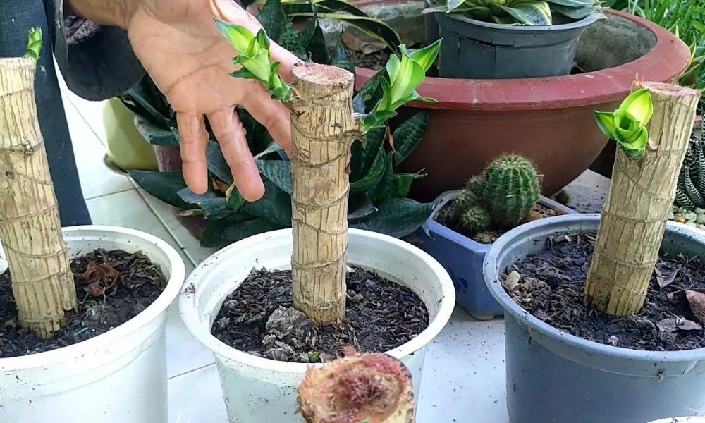 Hình ảnh minh họa cây lộc phát tài được trồng trong chậu đất đẹp