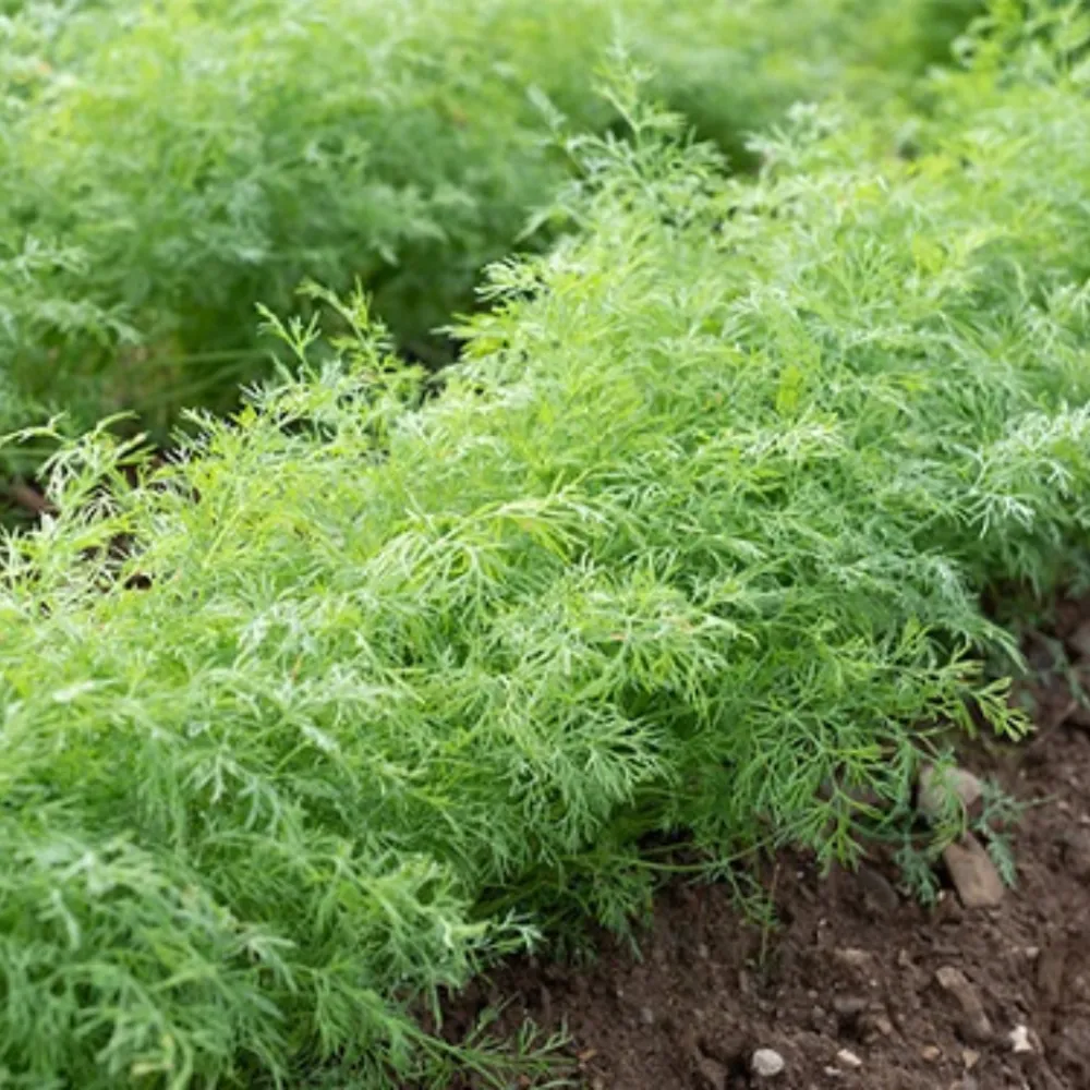 Hình ảnh minh họa cây thì là trong giai đoạn sinh trưởng và phát triển khỏe mạnh, ít sâu bệnh