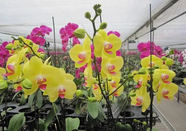 Hình ảnh minh họa cho các loại rễ lan khỏe mạnh và rễ bị thối