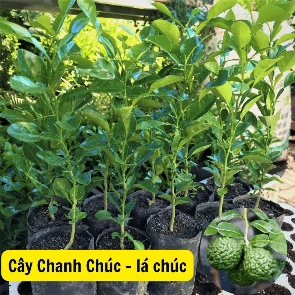 Hình ảnh minh họa cho việc lựa chọn cây giống Chanh Chúc khỏe mạnh, có bộ rễ và lá đạt tiêu chuẩn chất lượng để trồng chậu