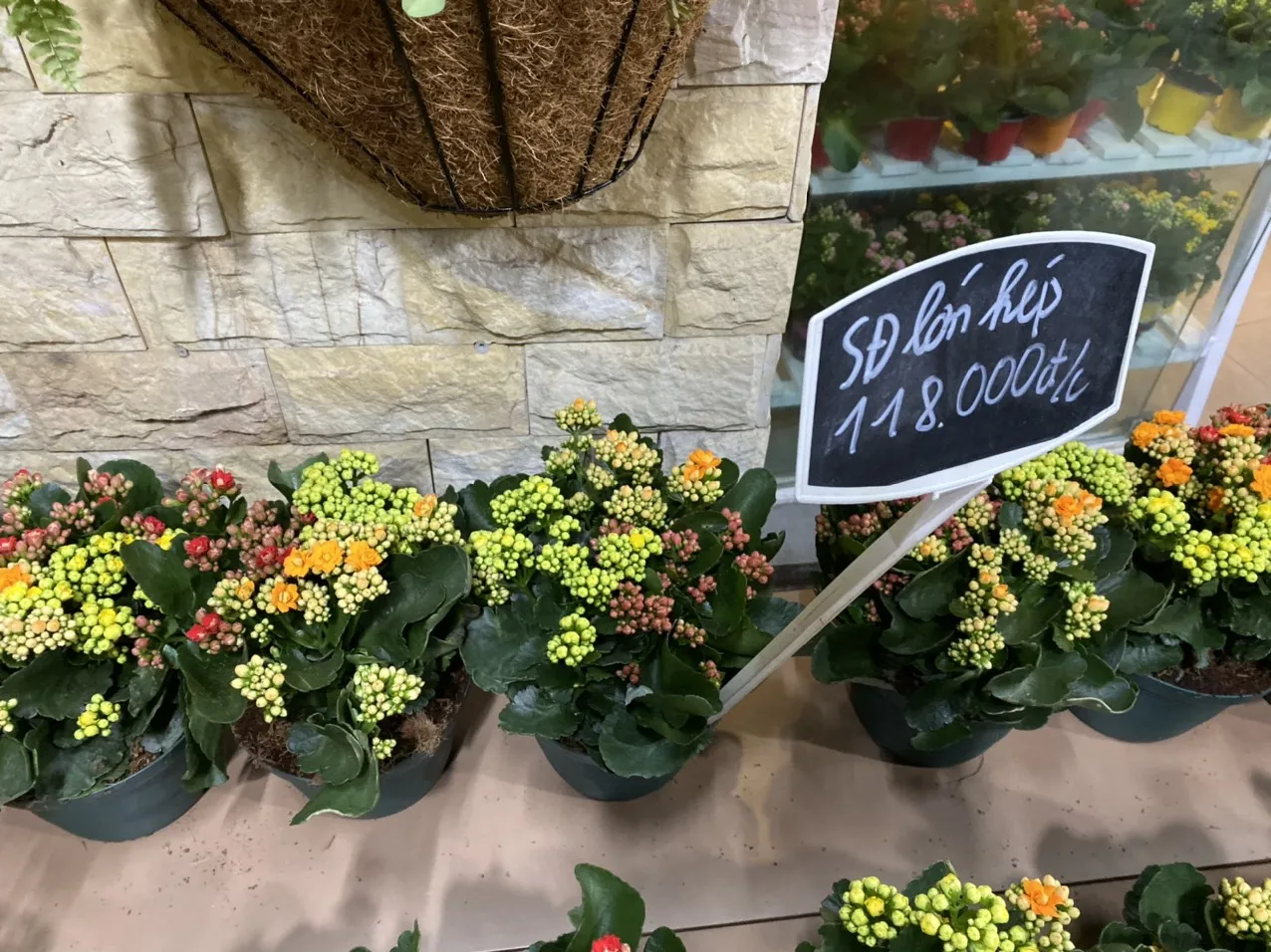 Hình ảnh minh họa đất trồng tơi xốp, thoát nước tốt cho hoa sống đời