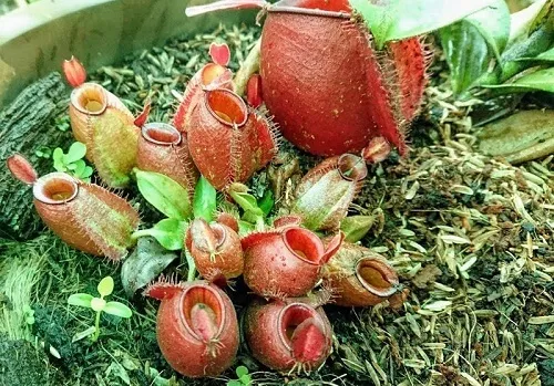 Hình ảnh minh họa đất trồng và cách trồng cây nắp ấm bằng chậu treo