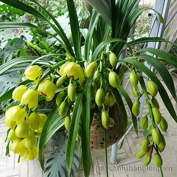 Hình ảnh minh họa dụng cụ làm vườn và chậu trồng hoa địa lan chuyên nghiệp