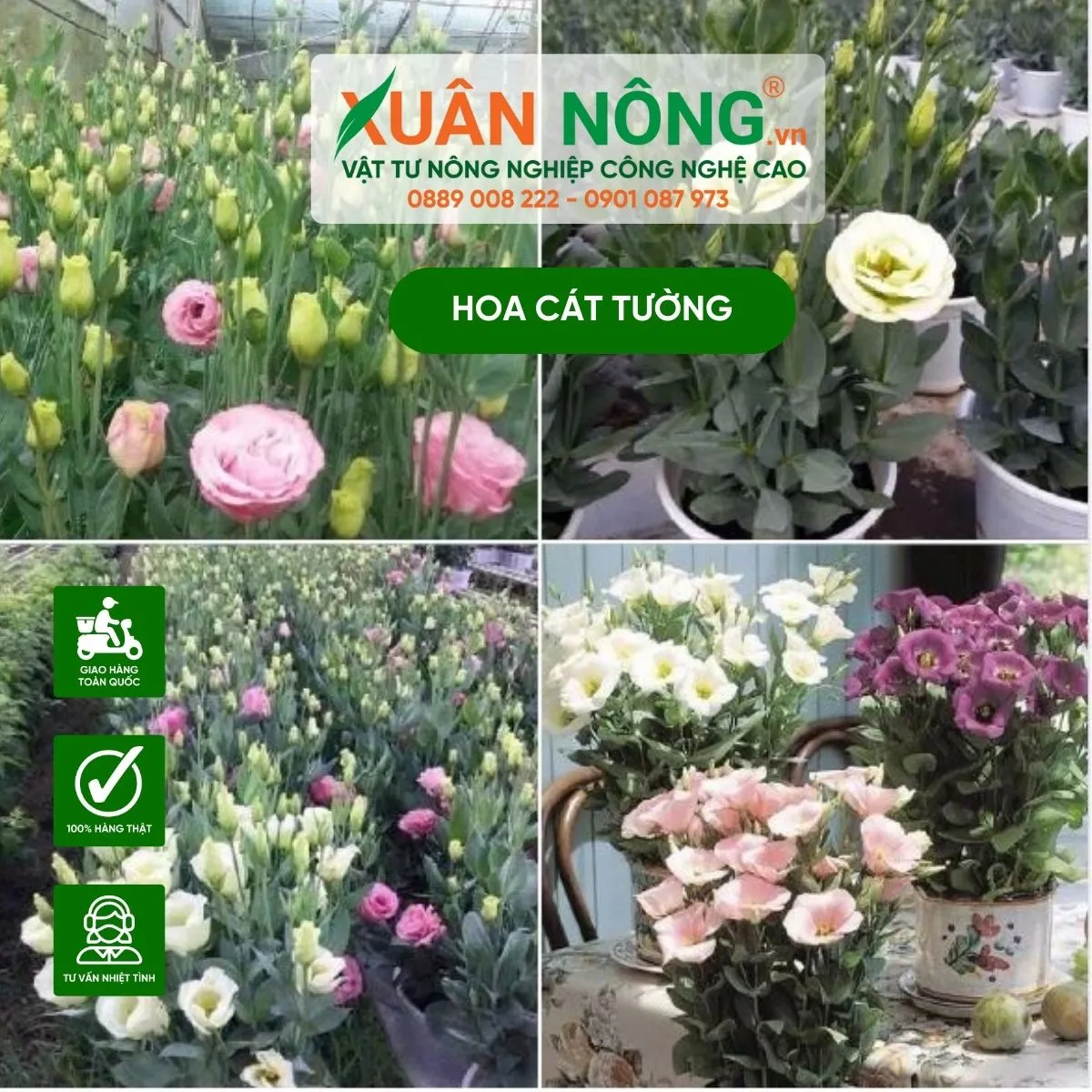 Hình ảnh minh họa giai đoạn cây hoa cát tường con đang bắt đầu phát triển rễ và chồi mới