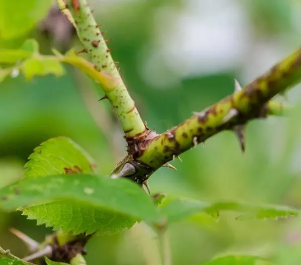 Hình ảnh minh họa kỹ thuật cắt cành hoa hồng với góc xéo 45 độ, chuẩn bị cho việc giâm cành