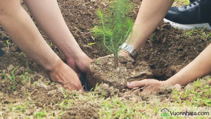 Hình ảnh minh họa kỹ thuật đào bứng và xử lý bầu rễ cây thông để trồng chậu