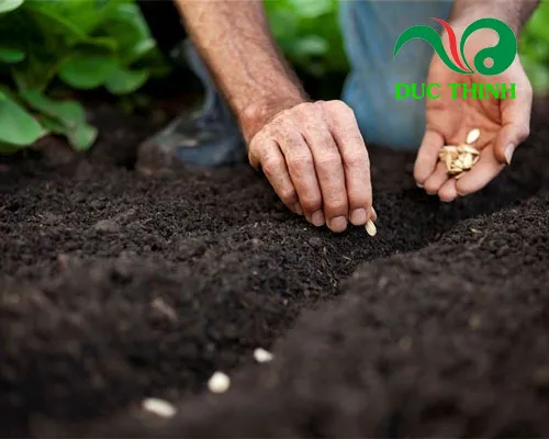 Hình ảnh minh họa kỹ thuật trồng cây bạch hoa xà thiệt thảo trên luống