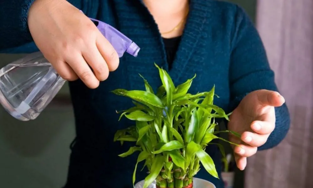 Hình ảnh minh họa lá cây lộc phát tài bị cháy ngọn, chuyển màu nâu