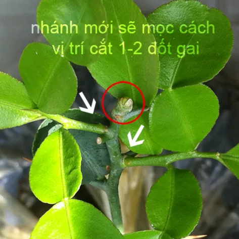 Hình ảnh minh họa một cành cây được cắt tỉa đúng cách để lấy lá, kích thích sự phát triển của cành mới từ nách lá cũ