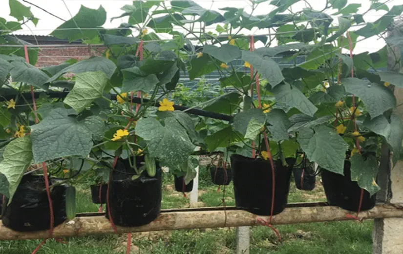 Hình ảnh minh họa một giàn leo chữ A được thiết lập vững chắc, là nơi lý tưởng cho cây dưa leo phát triển theo hướng dẫn trồng cây dưa leo tại nhà