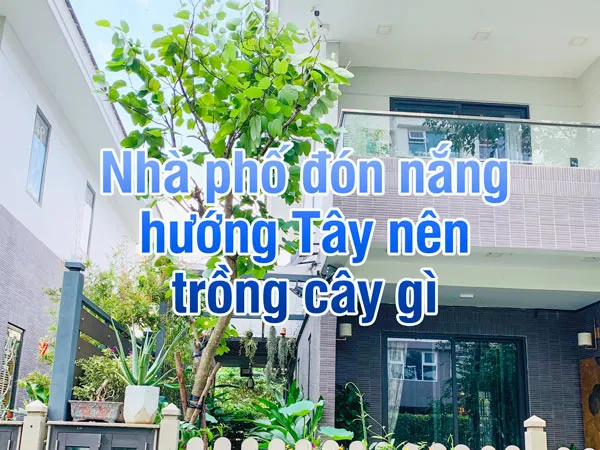 Hình ảnh minh họa một ngôi nhà phố được phủ xanh bởi cây cảnh chịu nắng hướng Tây
