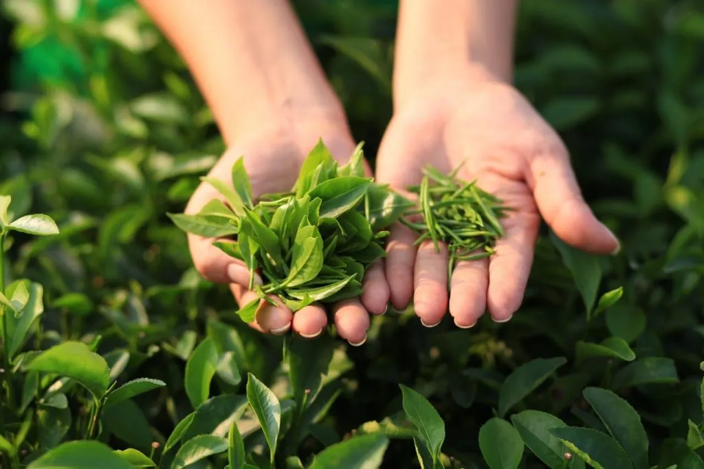 Hình ảnh minh họa một quy trình trồng cây chè xanh từ khi đặt bầu đến khi hình thành nương chè