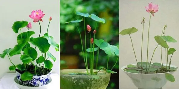 Hình ảnh minh họa một số loại sen phổ biến có thể trồng trong chậu