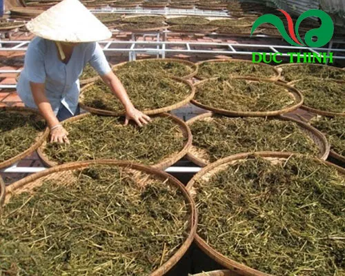 Hình ảnh minh họa một vụ thu hoạch cây bạch hoa xà thiệt thảo, đảm bảo chất lượng dược liệu