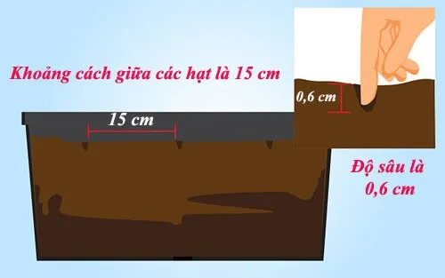 Hình ảnh minh họa quá trình gieo hạt dâu tây vào đất sau khi đã trải qua bước ngâm ủ kích thích nảy mầm