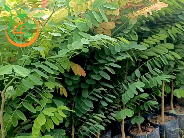 Hình ảnh minh họa quá trình lai tạo và chọn lọc giống cây trồng có tính trạng vượt trội