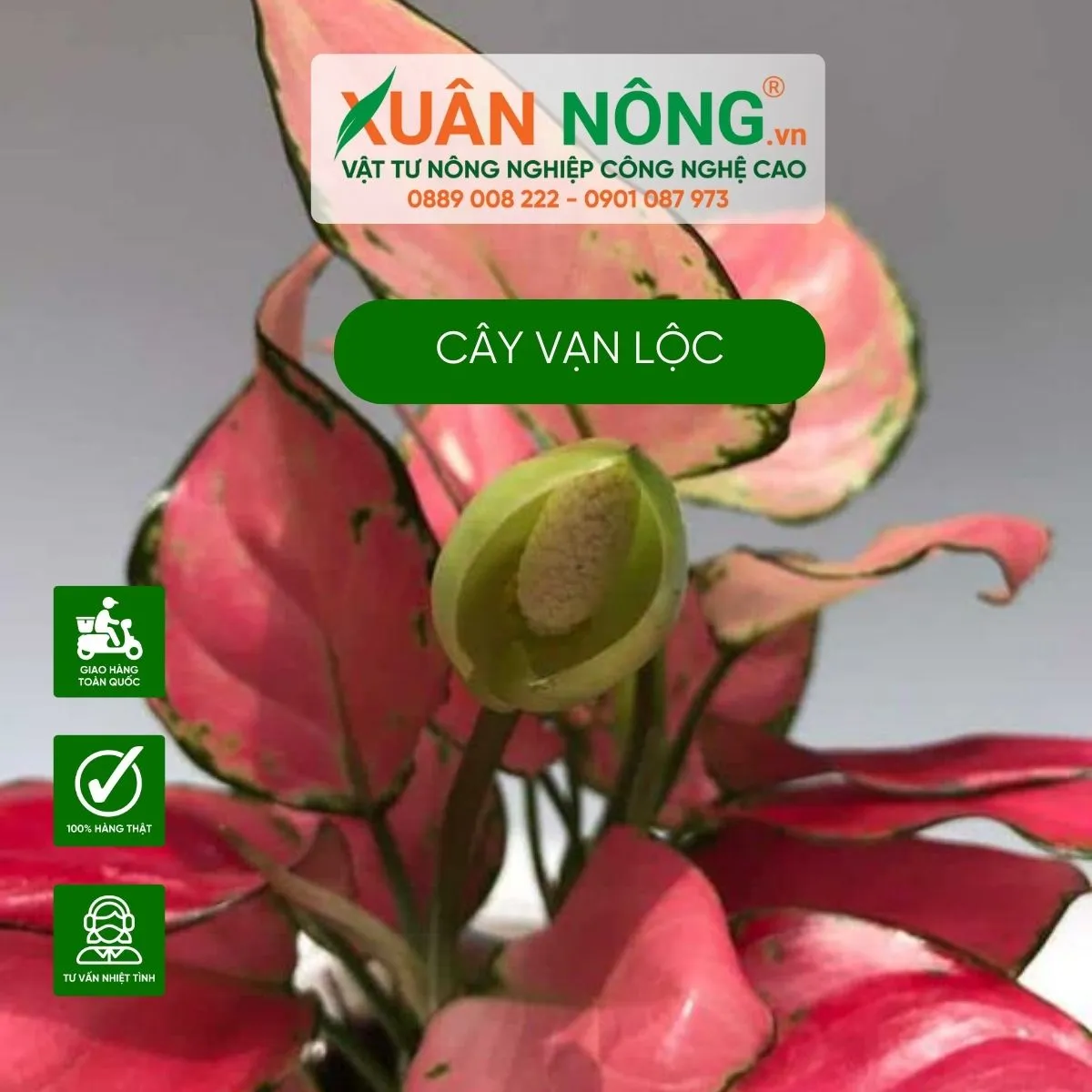 Hình ảnh minh họa quá trình trồng cây Vạn Lộc Đỏ