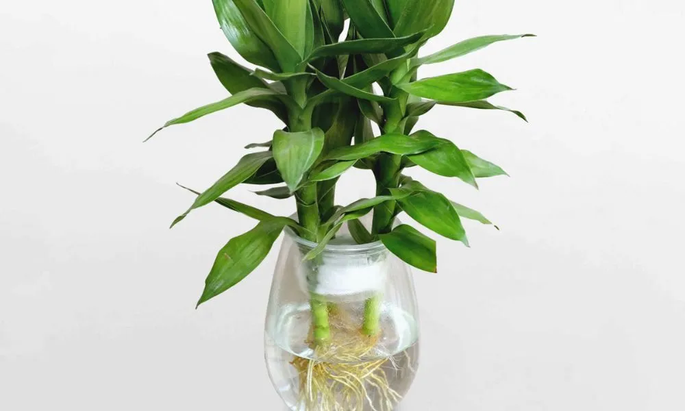 Hình ảnh minh họa rễ cây phát lộc khỏe mạnh trong môi trường nước, kỹ thuật cách chăm sóc cây phát lộc thủy sinh