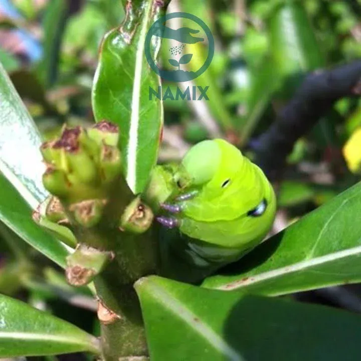 Hình ảnh minh họa sâu xanh (sâu ăn lá) trên cây sứ thái