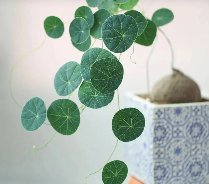 Hình ảnh minh họa về các công dụng của củ Bình Vôi trong dược liệu và đời sống