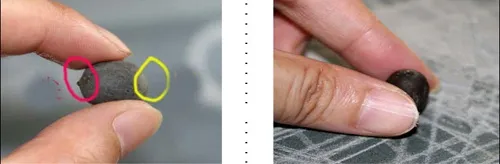 Hình ảnh minh họa vị trí cần cắt vỏ (đầu tròn tù) trên hạt sen để kích thích nảy mầm