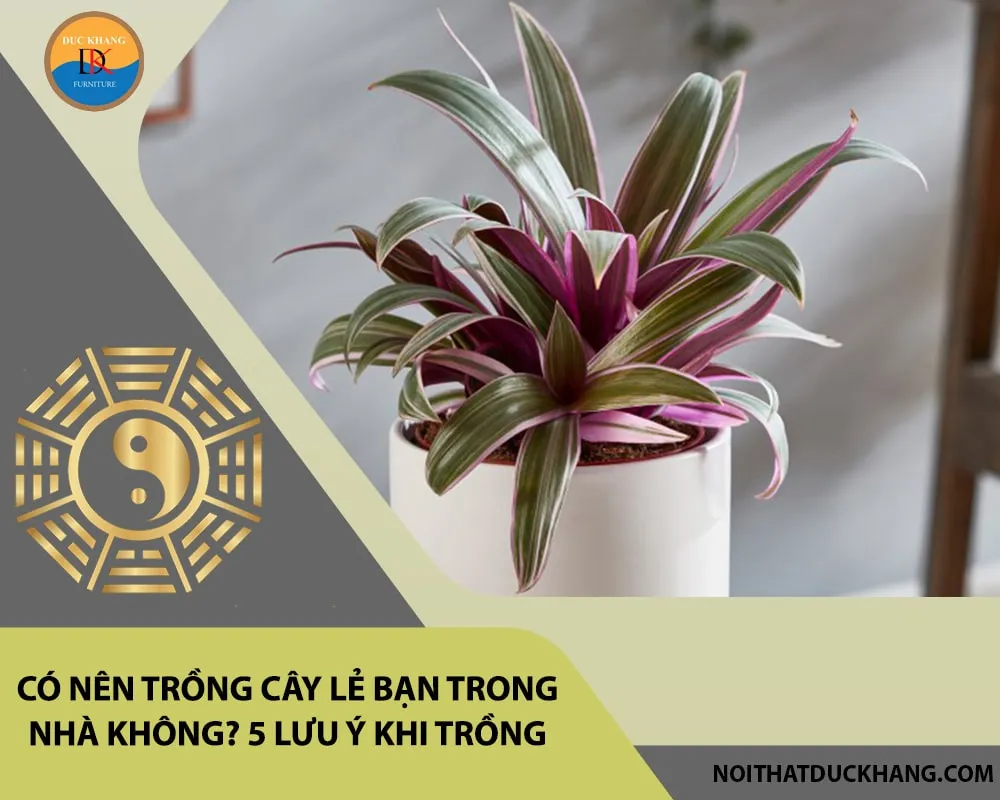 Hình ảnh minh họa vị trí đặt cây lẻ bạn gần cửa sổ, giúp cây hấp thụ ánh sáng gián tiếp