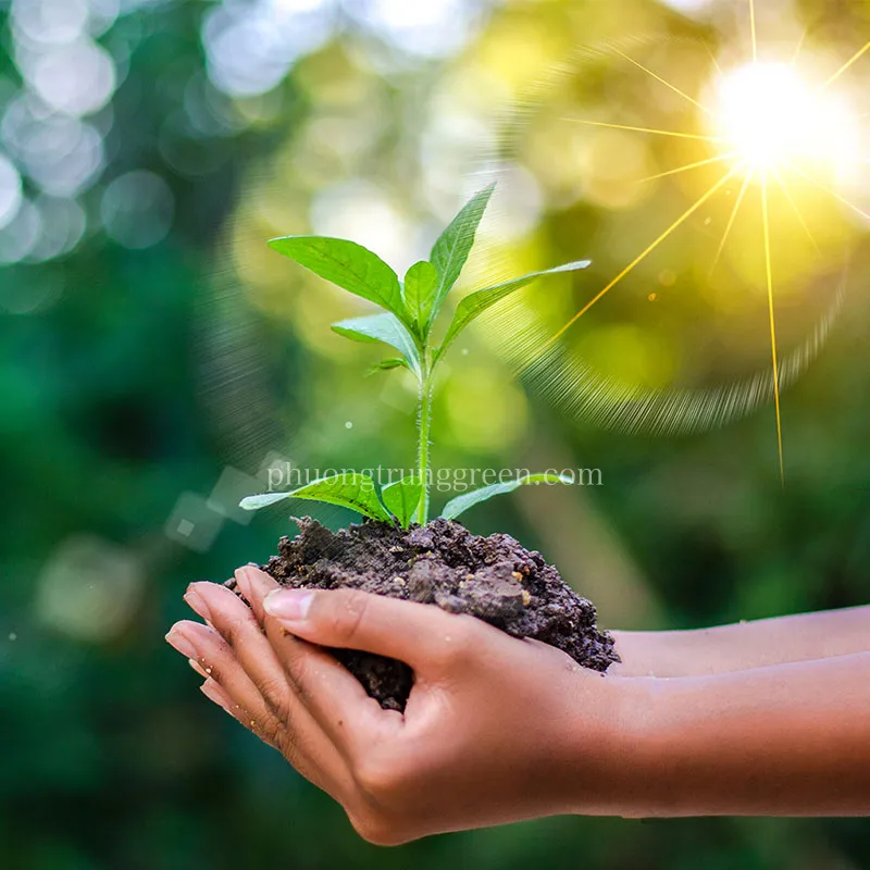 Hình ảnh minh họa vị trí trồng cây xanh phù hợp với ánh sáng trong nhà