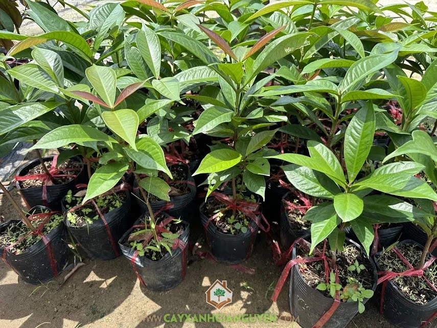 Hình ảnh minh họa việc bón lót và cải tạo đất tơi xốp trước khi áp dụng kỹ thuật trồng cây mận đỏ