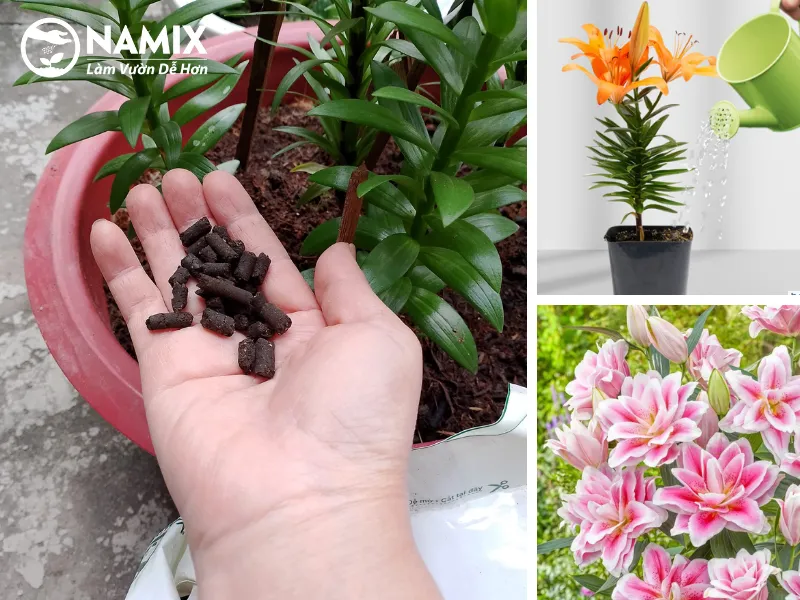 Hình ảnh minh họa việc bón phân và tưới nước cho cây hoa ly