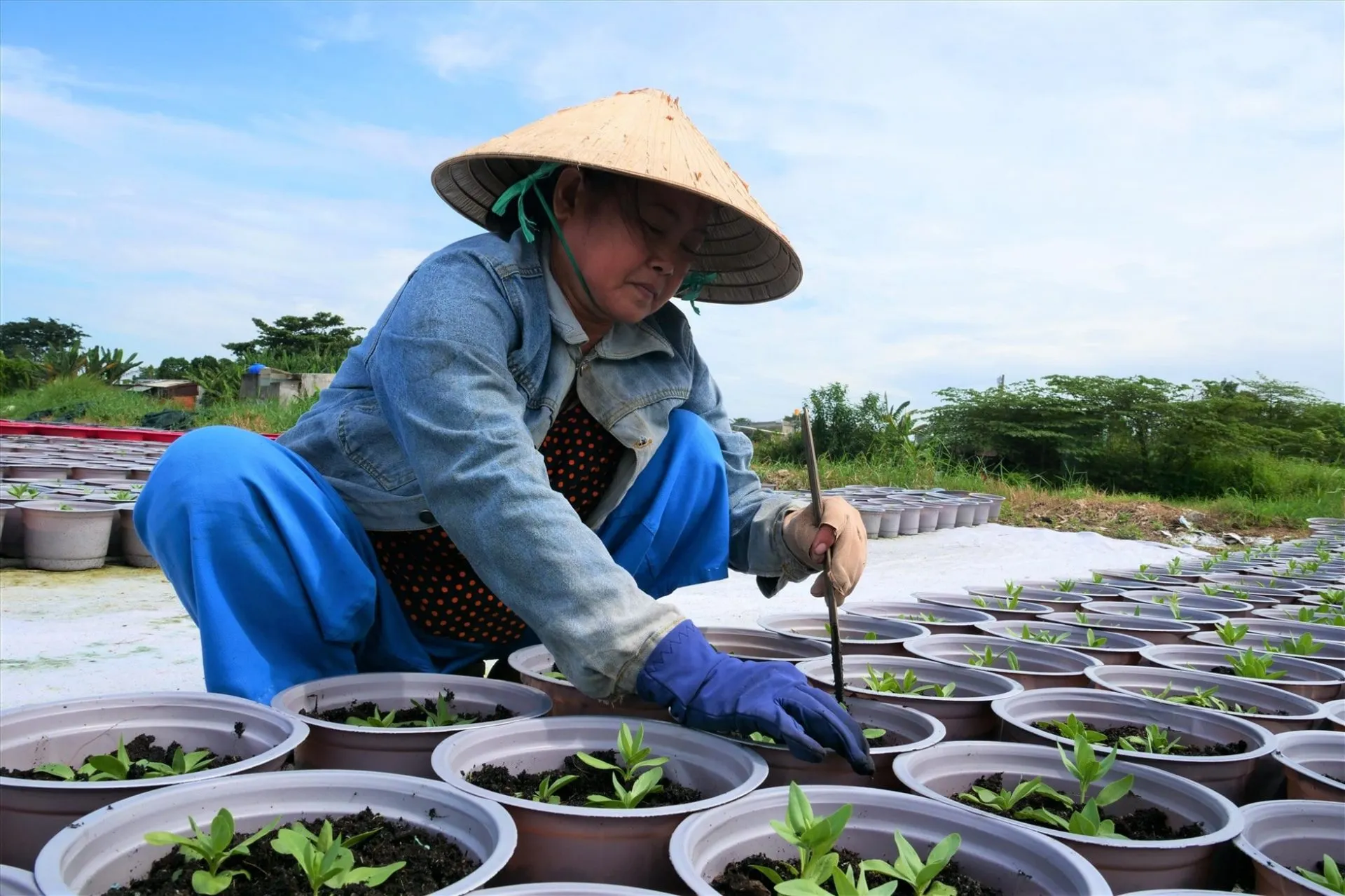 Hình ảnh minh họa việc tưới nước và chăm sóc định kỳ cho hoa Vạn Thọ