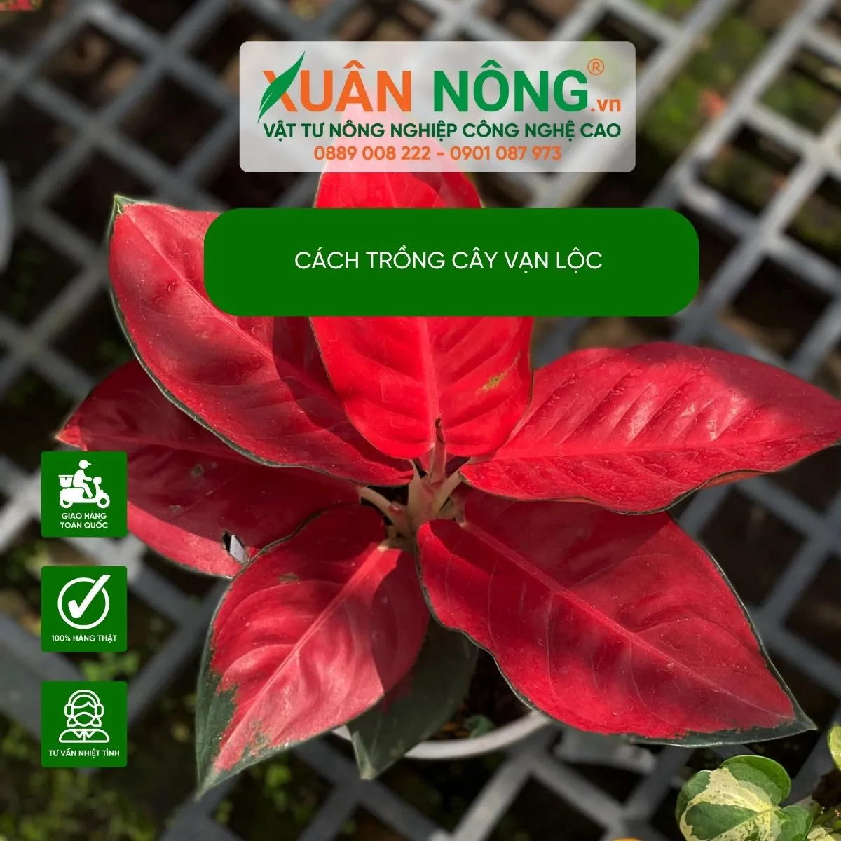 Hình ảnh minh họa ý nghĩa phong thủy của cây Vạn Lộc Đỏ