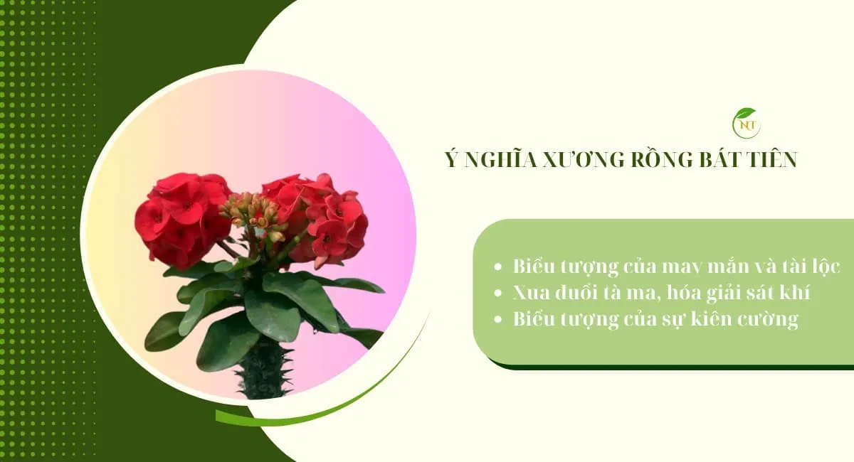 Hình ảnh minh họa ý nghĩa phong thủy tốt đẹp của hoa Bát Tiên