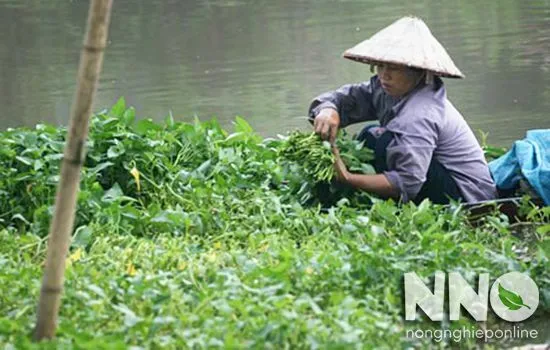 Hình ảnh mô hình canh tác thủy sinh rau muống thả trên mặt nước (ao hồ)
