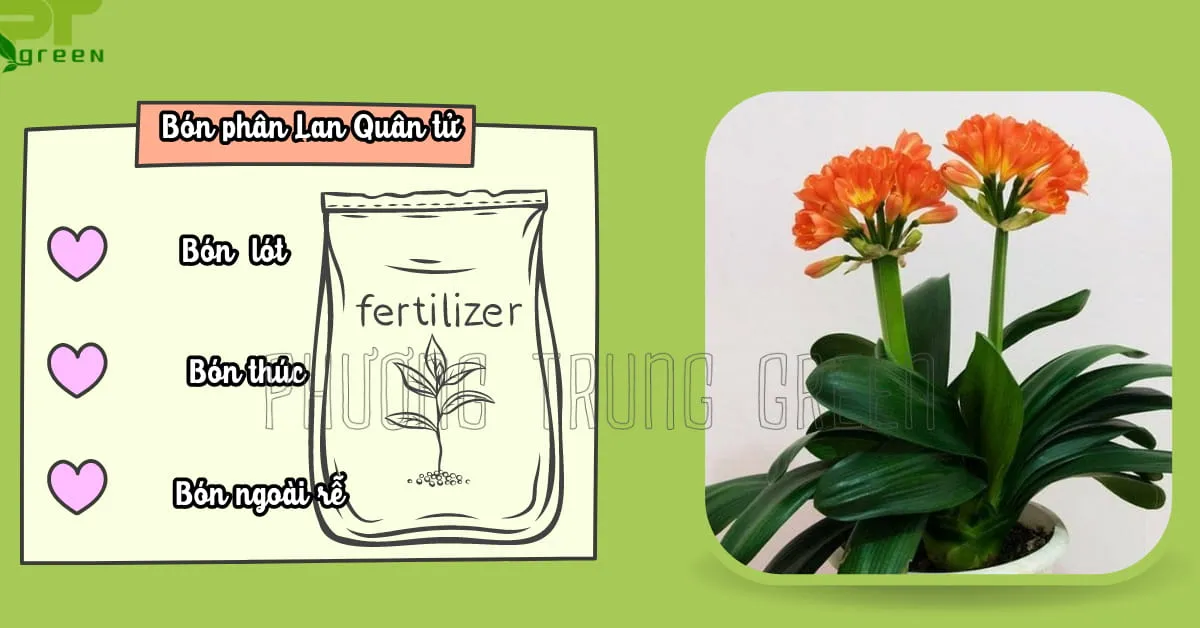 Hình ảnh mô tả các bước và loại phân bón khác nhau cho Lan quân tử
