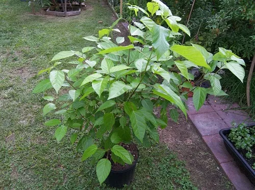 Hình ảnh mô tả kỹ thuật giâm cành cơ bản để trồng cây vọng cách tại nhà