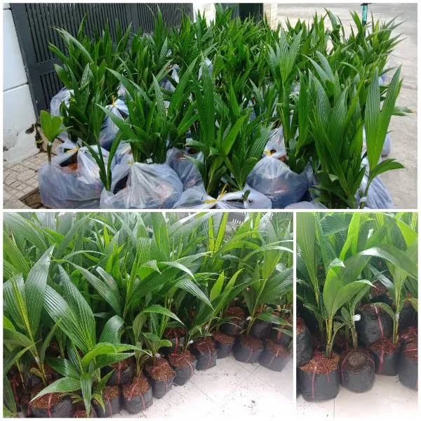 Hình ảnh mô tả quá trình chuẩn bị đất và mô hình trồng dừa xiêm lùn đúng kỹ thuật canh tác.