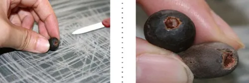 Hình ảnh mô tả việc sử dụng kìm hoặc kéo để cắt vỏ hạt sen tại vị trí đã đánh dấu