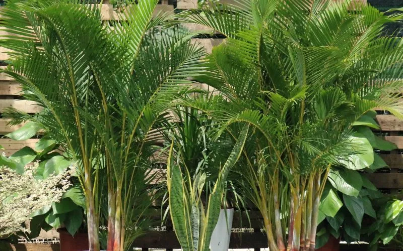 Hình ảnh một bụi cây cau Hawai lớn, xanh tốt, là minh chứng cho việc chăm sóc hiệu quả