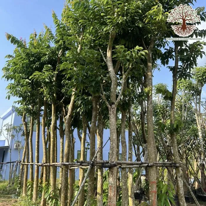 Hình ảnh một cây Bằng Lăng Tím lớn đã được trồng ra đất