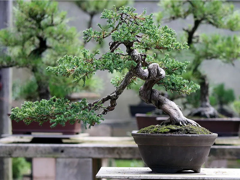 Hình ảnh một cây bonsai lớn được đặt trong chậu cảnh, thể hiện sự chăm sóc tỉ mỉ của nghệ nhân