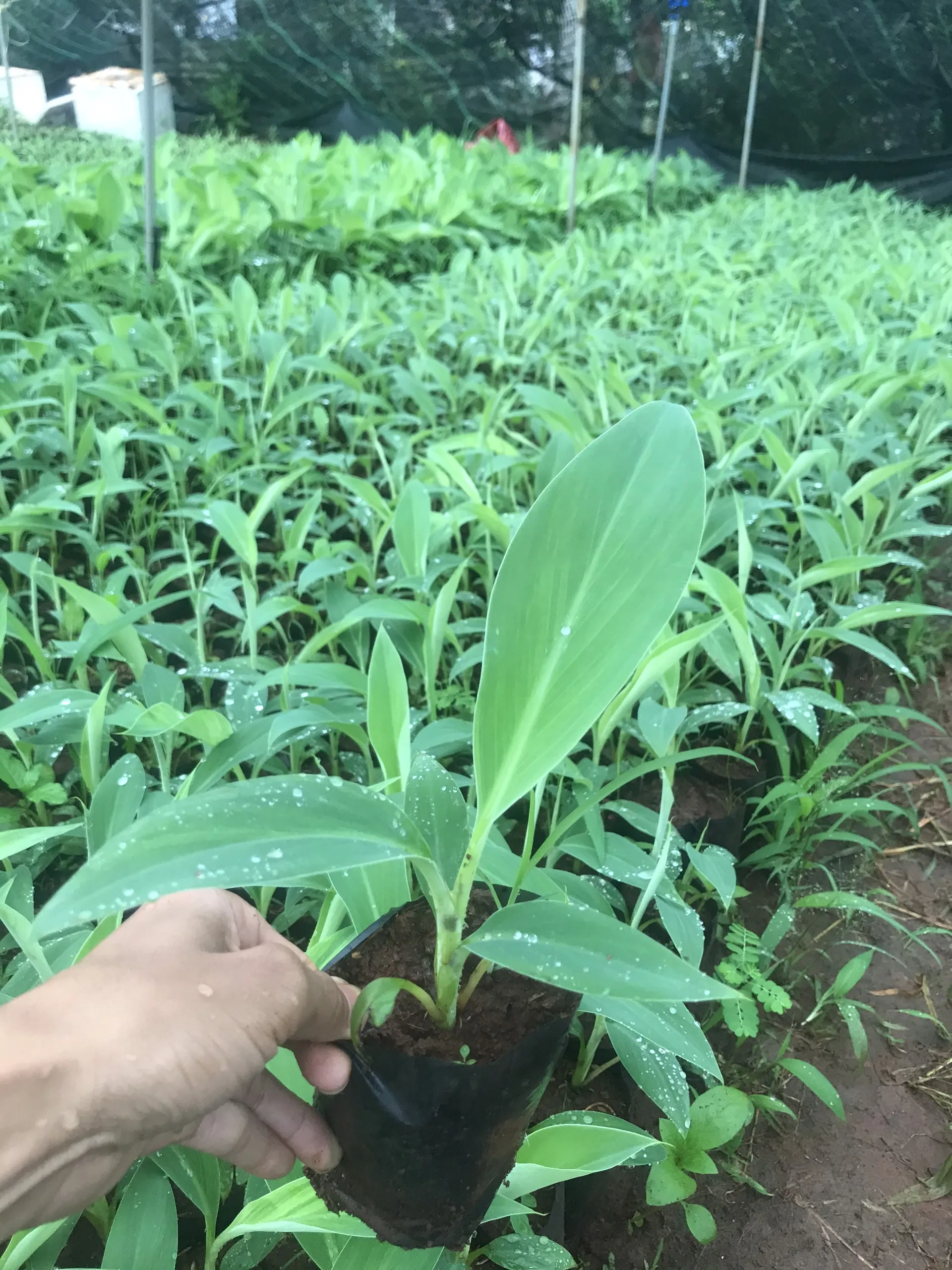 Hình ảnh một cây chuối sứ cấy mô đang phát triển tốt trong vườn