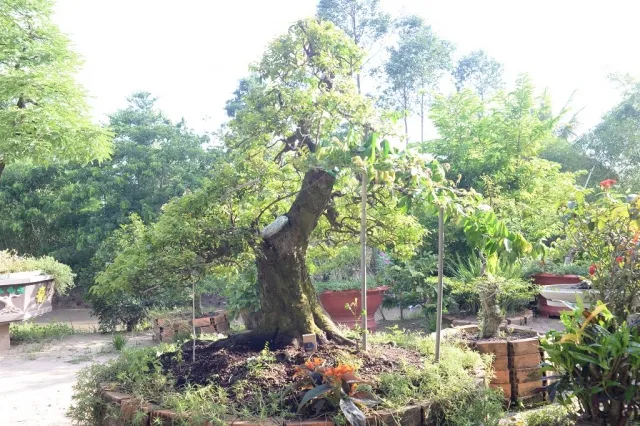 Hình ảnh một cây khế đã tạo được dáng cổ thụ, thể hiện rõ vẻ đẹp của cây cảnh lâu năm