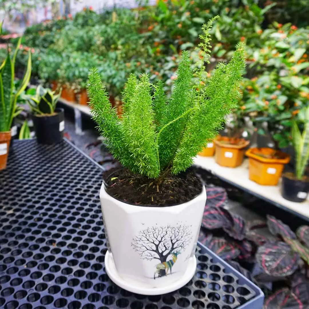 Hình ảnh một chậu cây đuôi chồn đẹp mắt, thể hiện ý nghĩa phong thủy