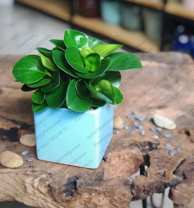 Hình ảnh một chậu cây Trường Sinh lá xanh mọng nước được đặt trong nhà