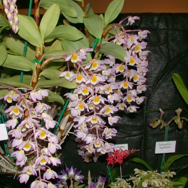 Hình ảnh một giò Lan Kiều Tím đang trong giai đoạn nở hoa rực rỡ trên giá thể gỗ tự nhiên