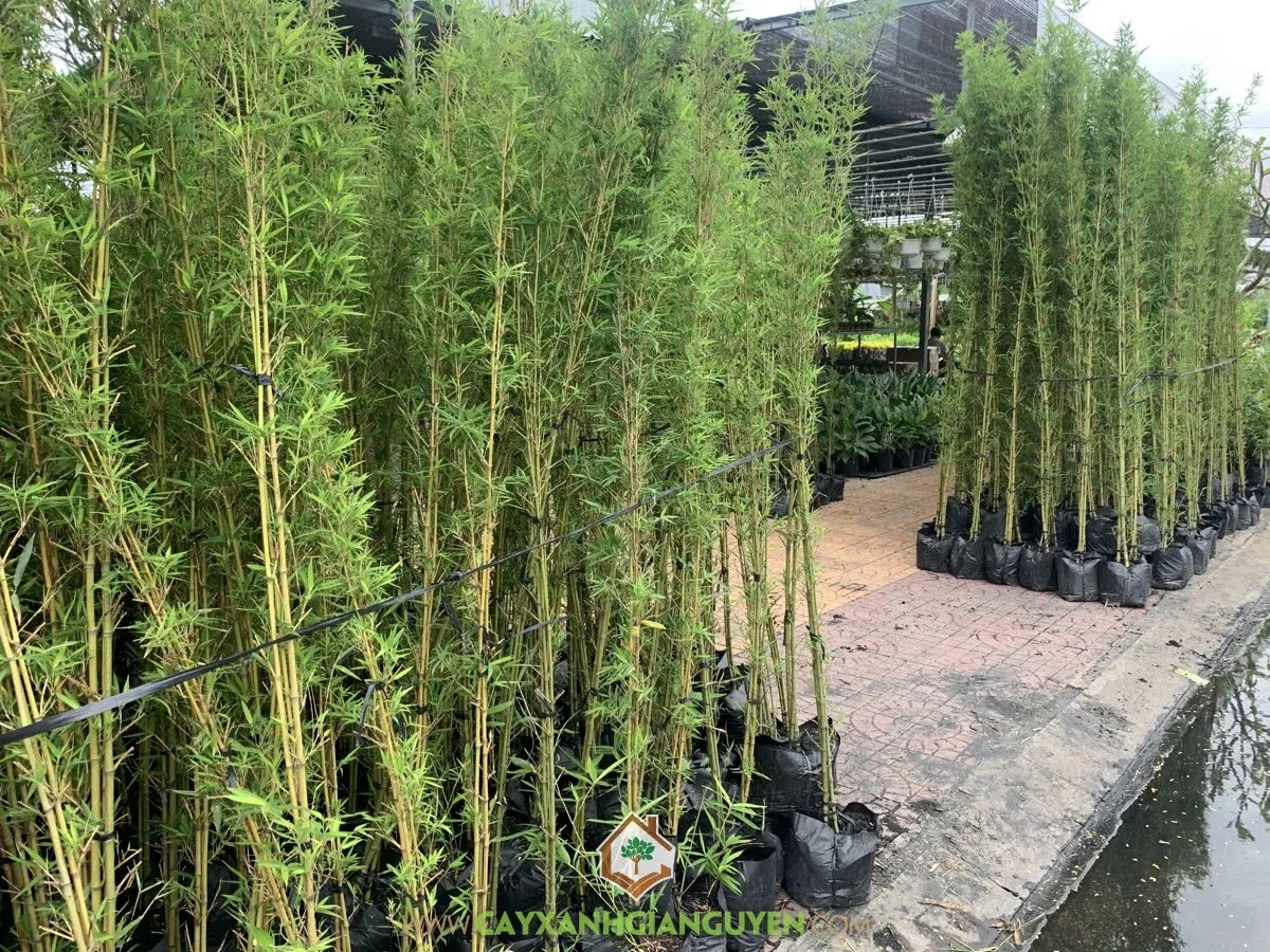 Hình ảnh một góc sân vườn được trang trí bằng các chậu cây trúc quân tử có tán lá xanh và thân vàng