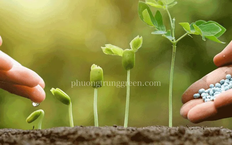 Hình ảnh người làm vườn đang bón phân dạng lỏng cho cây xanh