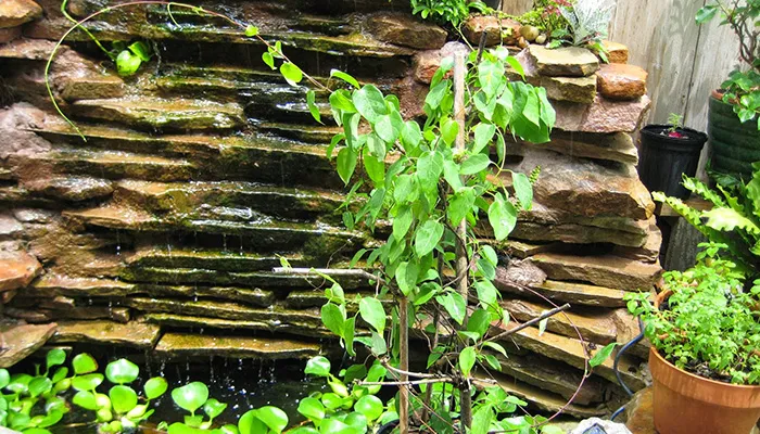 Hình ảnh nhận dạng thực vật học của dây leo lá giang họ dây leo