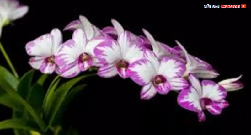 Hình ảnh nhiều bông hoa yaya mini mọc trên một cành cho thấy sự sai hoa của giống lan này